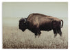 Brutus Wall Art - alternate view 3